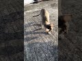 😂😂 #trending #cat #funny #comedyshorts #pets #lifeisbutadream