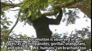 Brachiation