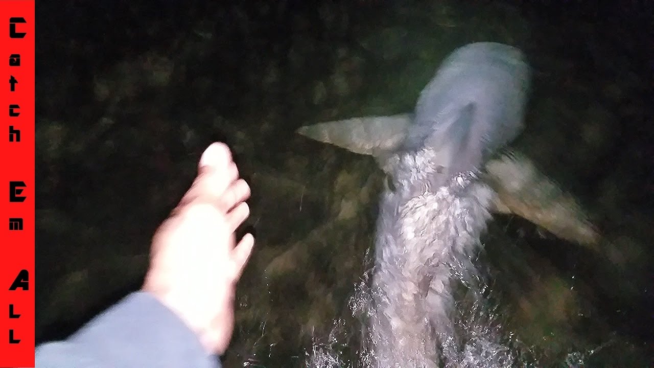 pikelets SHARK LIFTING When The Cops get Called