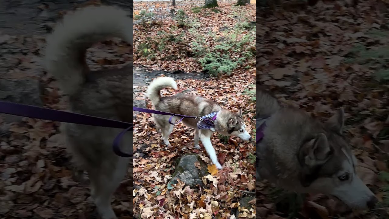 Hatchi The Husky Checks Out Ocqueoc Undergrounds! 
