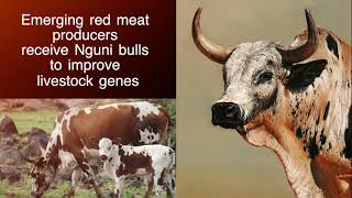 Nguni bulls given to emerging small scale red meat farmers.