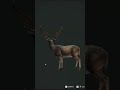 Two DIAMOND Fallow Deer on one spot | The Hunter COTW #gaming