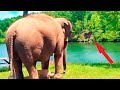 Un éléphant est resté au même endroit pendant 3 semaines : regardez qui il attendait !