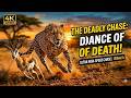The Fastest Kill on the Savanna | Cheetah’s Deadly Chase