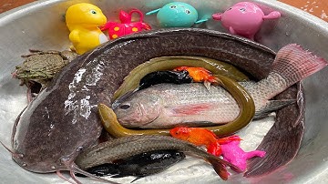 Kem Chanel lấy xe rùa bắt được cá trê khổng lồ, cá chép, cá vàng, rô phi, con lươn thả về bể bơi