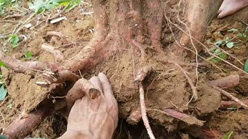 khai thác bệ ổi đẹp và cây ổi dáng huyền đẹp tự nhiên