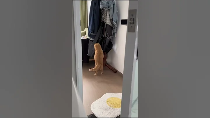 Video 10660581: persian cat kitty, cutest persian cat, persian funny kitty, funniest cats