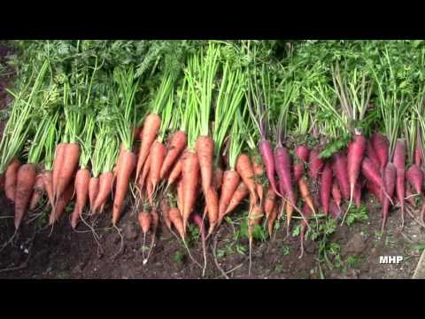 Greenhouse Carrots - Purple & Orange