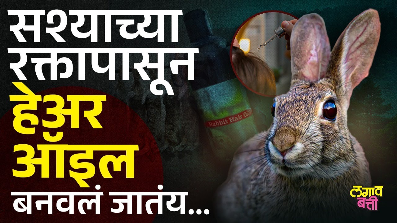 Rabbit Hair Oil मध्ये सापडले सश्याच्या रक्ताचे नमुने, काय आहे प्रकरण ? | Lagav Batti