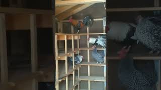 Roos & Hens Cackling over their NEW COOP! #VintageFarm