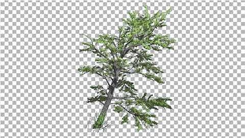 Plitvice Maple Tree Cut of Chroma Key Swaying | Motion Graphics - Envato elements