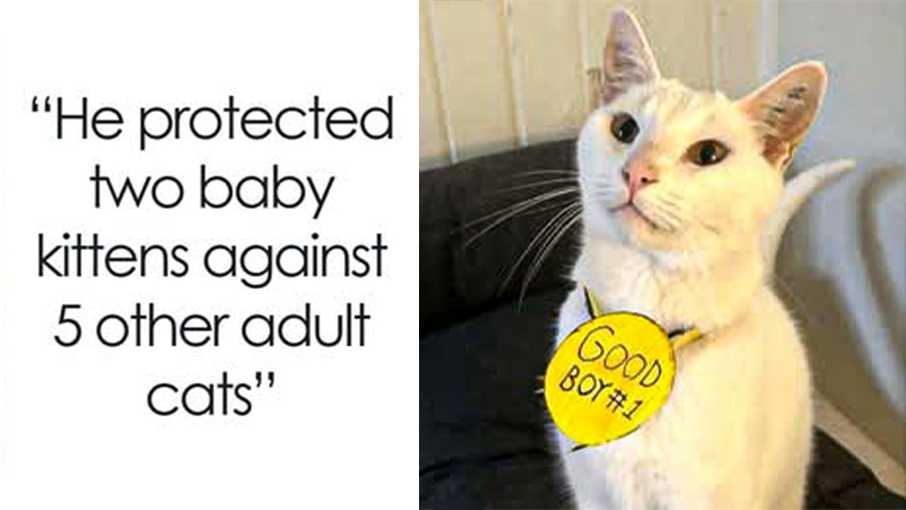 People Can’t Resist Their Cats’ Cuteness, So They’re Sharing the Sweetest Pics