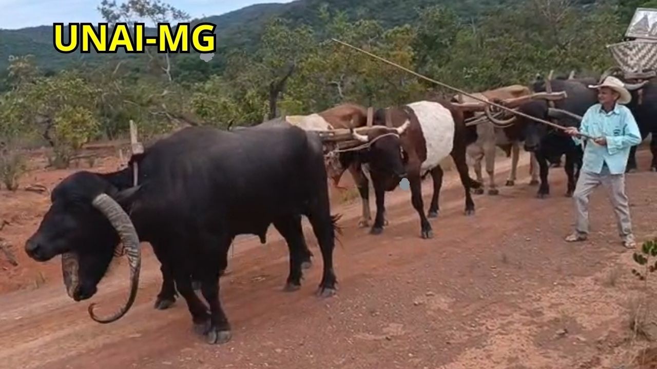 4 DIAS VIAJANDO COM O CARRO DE BOI !