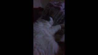 So I tried recording my cat sleeping..