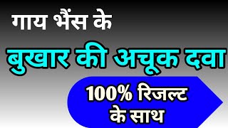 गाय भैंस के बुखार की दवा cow buffalo ke bukhar ka ilaj / buffalo cow ka fever treatment in cattle