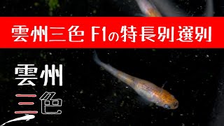 雲州三色メダカ F1の稚魚を特長別に選別　次の種親候補は何匹いたでしょうか？【メダカ飼育 014】