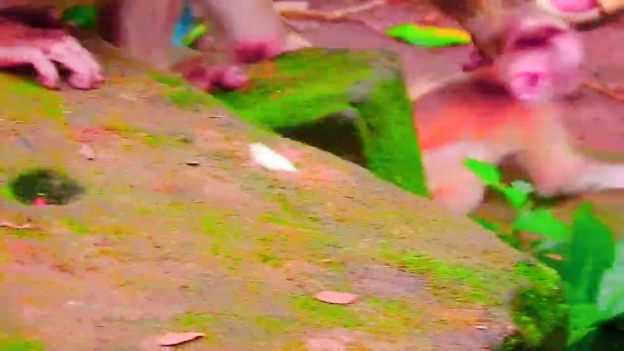 cute baby monkey2023 6