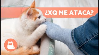 ¿Por qué mi GATO me ATACA sin MOTIVO?  (9 Causas)