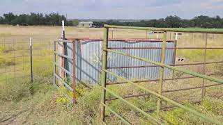 DIY Cow Working/Sorting Pens