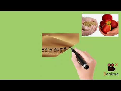 التبادل التجاري على مر التاريخ مع محمود طارق القصبي