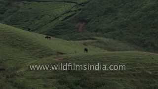 Munnar, India's tea capital in Kerala