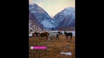 سورة التكاثر بصوت القارئ عبد الرحمن العوسي