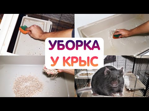 Уборка у крыс в большой клетке. Как убирать у крысы