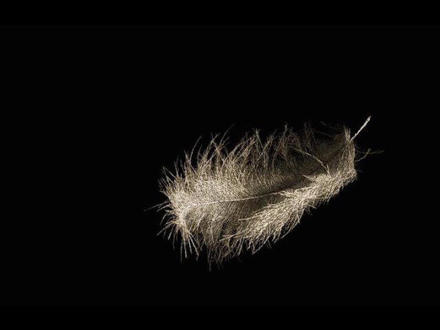 Линька у кур несушек.