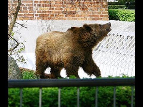 Медведь На Улице Фото