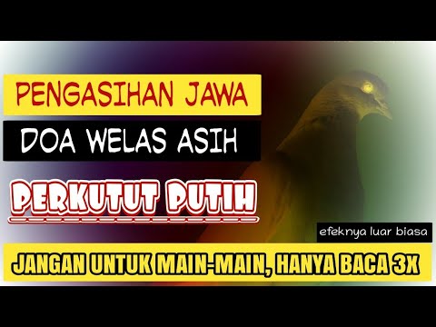 Ilmu Pengasihan Jawa Welas Asih Perkutut Putih Youtube