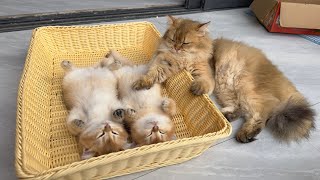 The cat father looks a little sad. Does he suspect that the kitten is dead🤣?Cute animal video by 土豆の日記Cat's diary 252,499 views 10 days ago 4 minutes, 17 seconds