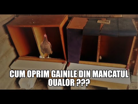 Video: Mănâncă DIY - Tratamente Agilitate