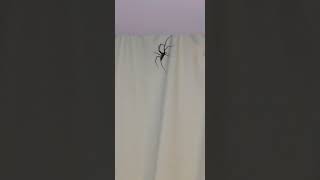 British Guy Reacting to Big Spider
