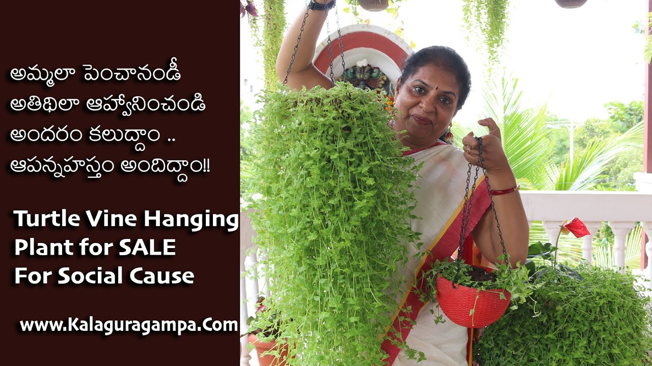 Turtle vine plant for sale/Social cause/Beautiful hanging plants