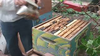 Honey bee Workshop green Oasis Community Garden New York City 2025