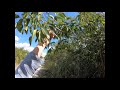 Gumbo Limbo (Bursera simaruba)