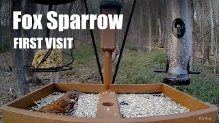 Fox sparrow (red ssp) - a platform feeder first! by Birdchill™ birdwatching cams 16 views 1 year ago 57 seconds