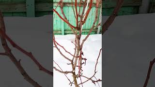 DO NOT PRUNE FRUIT TREES IN THE SPRING UNTIL YOU WATCH THIS VIDEO