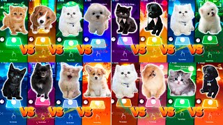 CUTE CAT BTS SAVAGE LOVE & CUTE DOG MAROON 5 SUGAR & CUTE CAT DANCE MONKEY & CUTE CAT BELIEVER