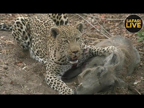 safariLIVE