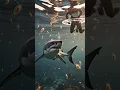 The Real Reason Sharks Bite Humans