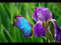 Iris Data Set - Machine Learning Classification Problem
