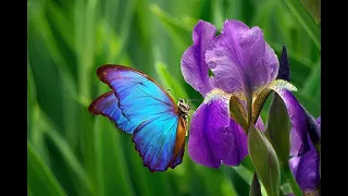 Iris Data Set - Machine Learning Classification Problem