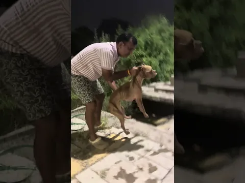 Lakho maggots iski body par lage huye the 🥺💔|| #petsdog #abondoned #shorts