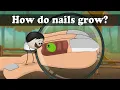 How do nails grow