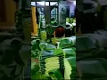 Download Lagu EKSPOR DAUN PISANG #youtubeshorts #shorts