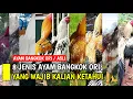 Download Lagu 8 JENIS AYAM BANGKOK ORI YANG WAJIB KALIAN KETAHUI