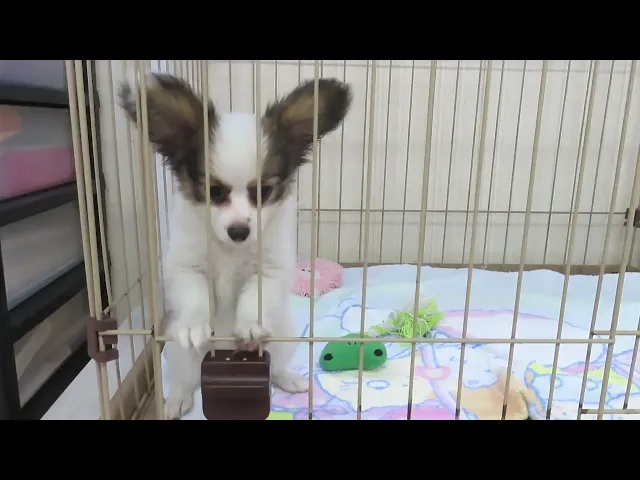 動画