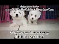 COTON DE TULEAR PUPPIES FOR SALE GEORGIA LOCAL BREEDERS NEAR ATLANTA GA
