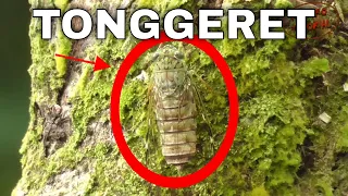 tonggeret suara alam yang bikin adem penasaran